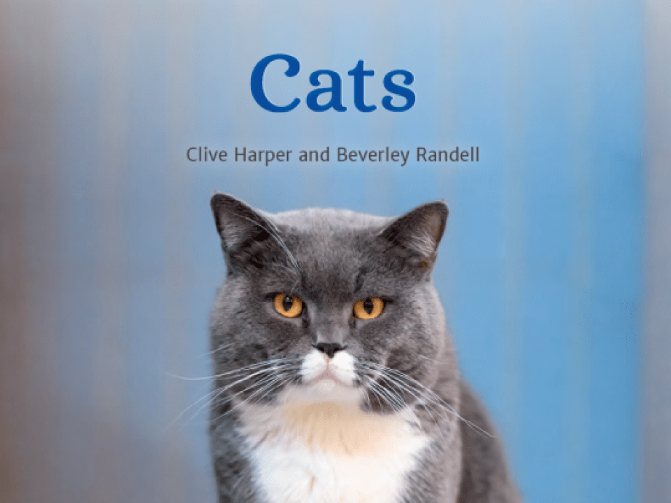 Cats Thumbnail