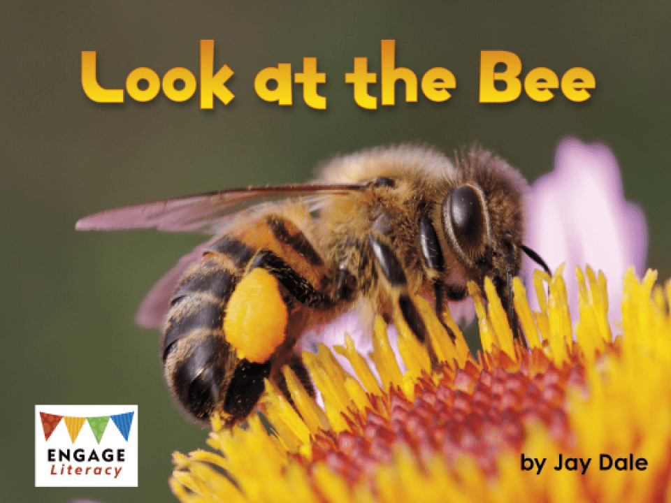 Look at the Bee Thumbnail